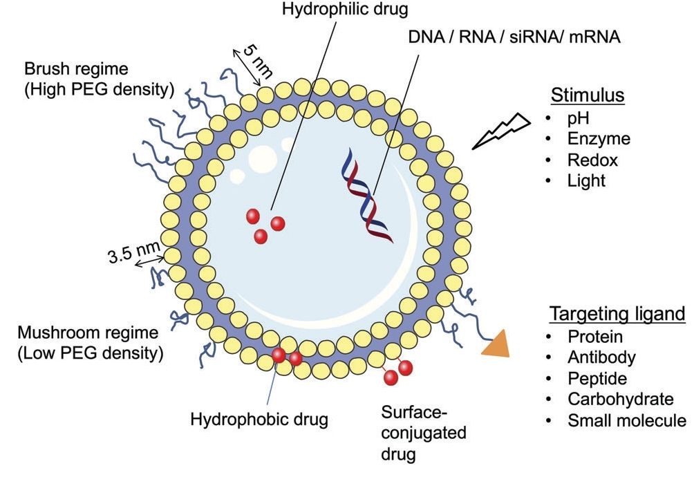 Fig. 1 Environmentally responsive liposomes.