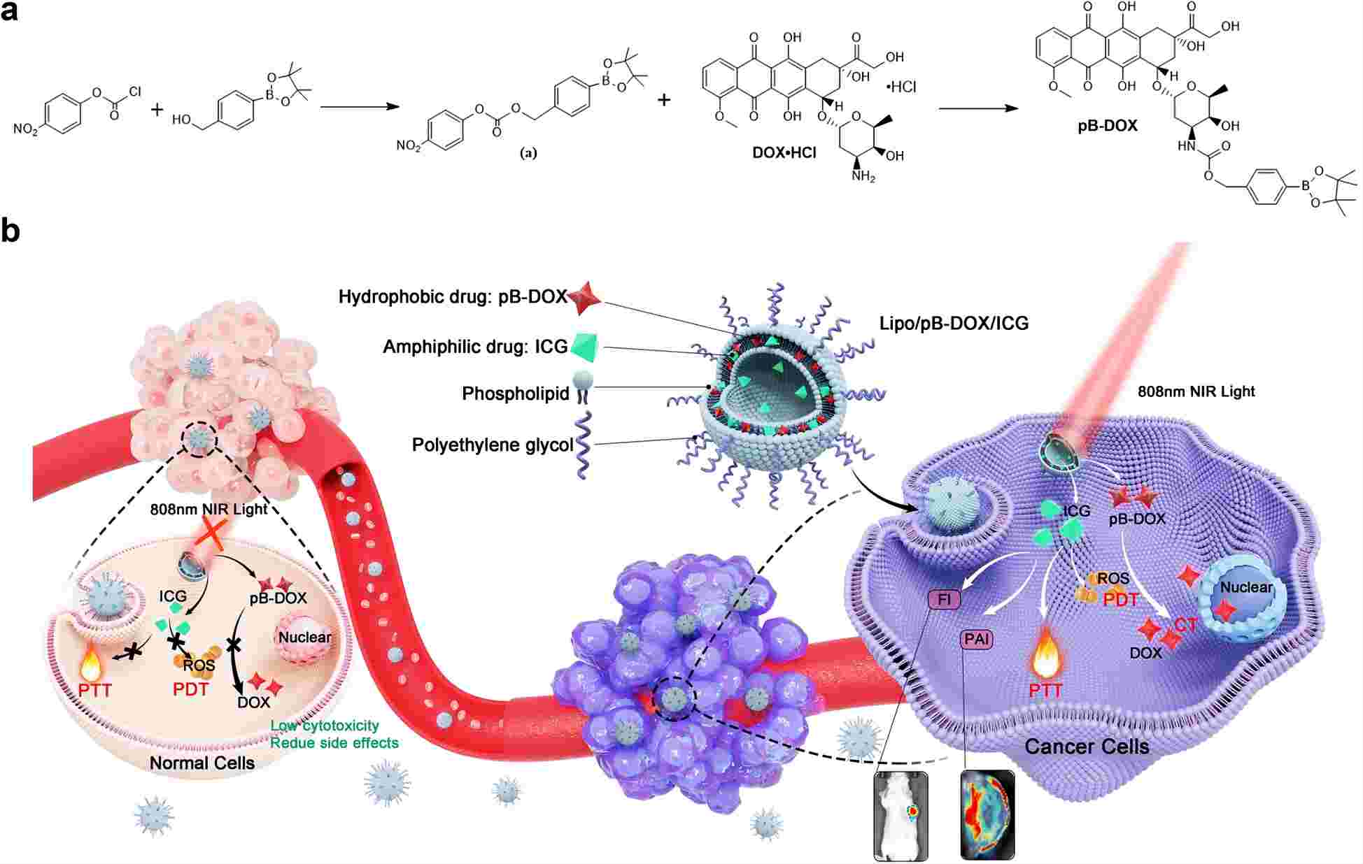 Fig. 2 Scheme illustration of ROS-responsive liposomes.