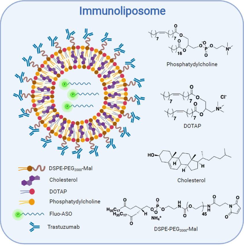 Fig. 1 The illustration of the immunoliposome structure.