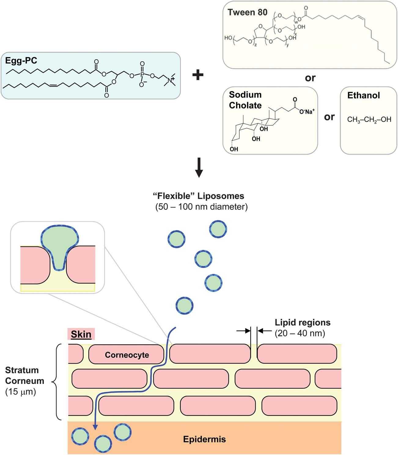 Fig. 1. Flexible liposomes and mechanism for their action.