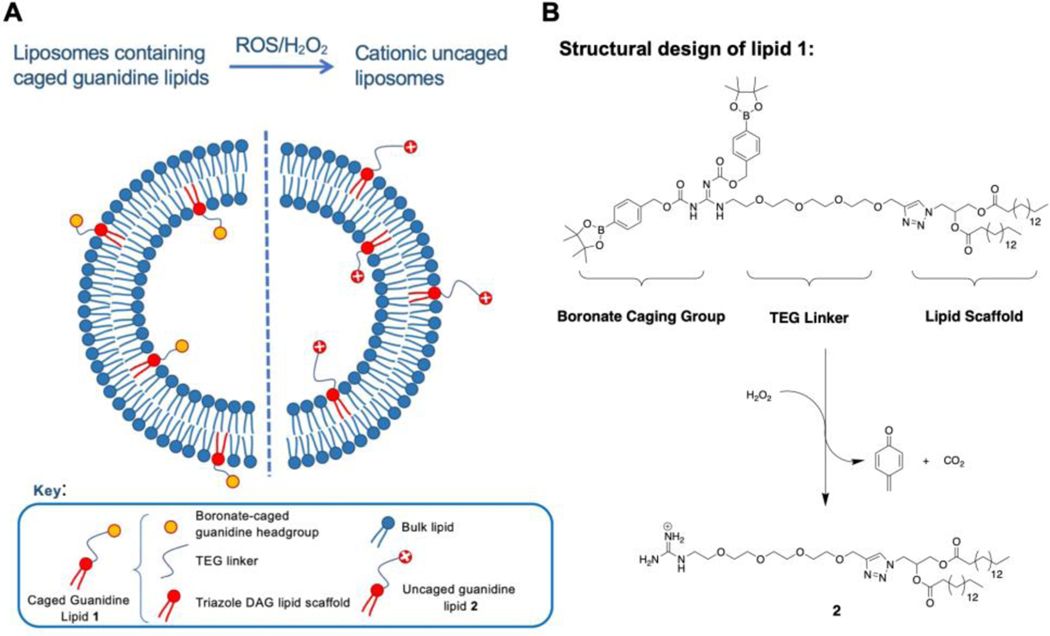 Fig. 1. Mechanism of ROS responsive liposomes in drug delivery.