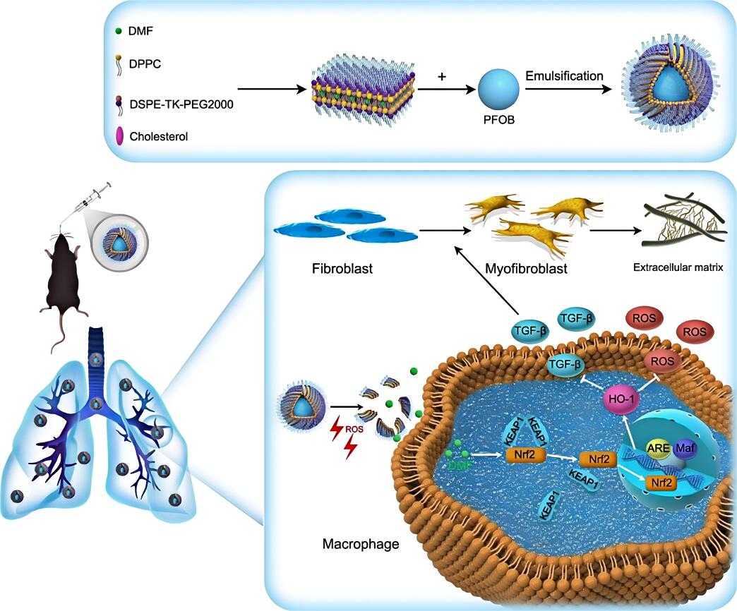 Fig. 2 Scheme of ROS responsive liposome delivery.