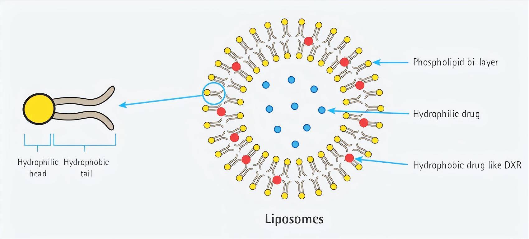 Fig.2 Liposome structure and drug encapsulation mechanism.