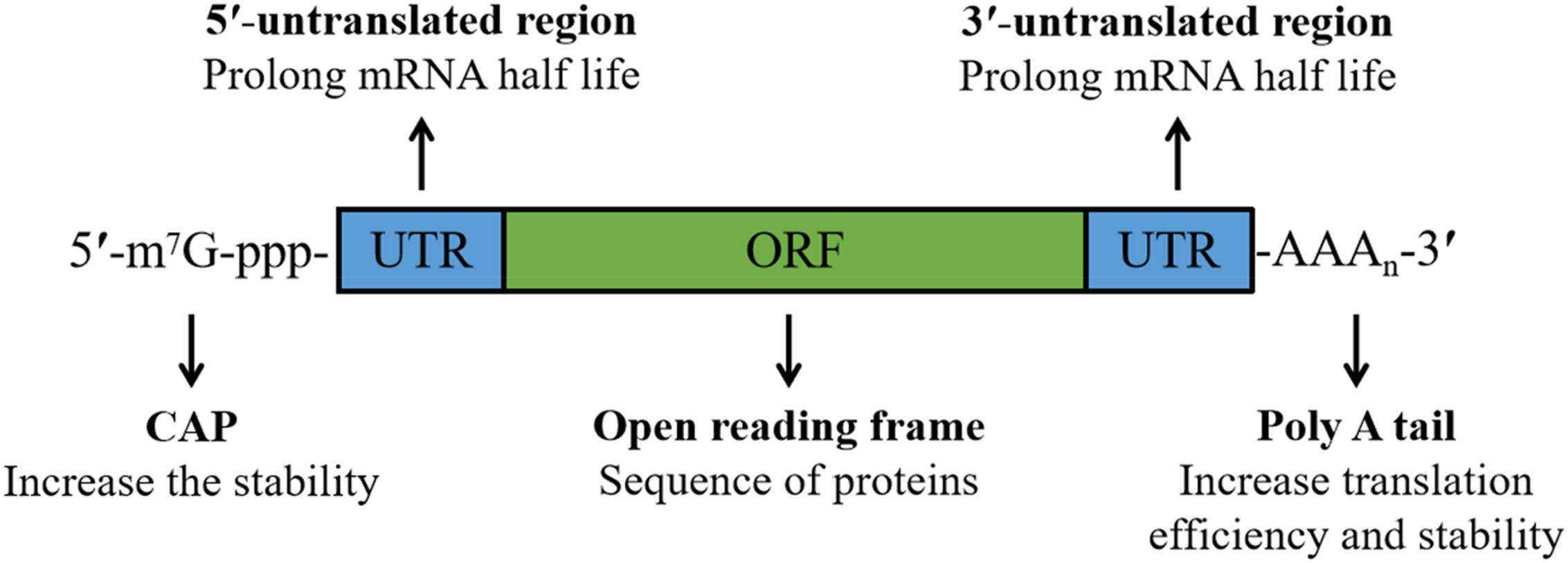 Fig.1 Schematic illustration of mRNA structure.