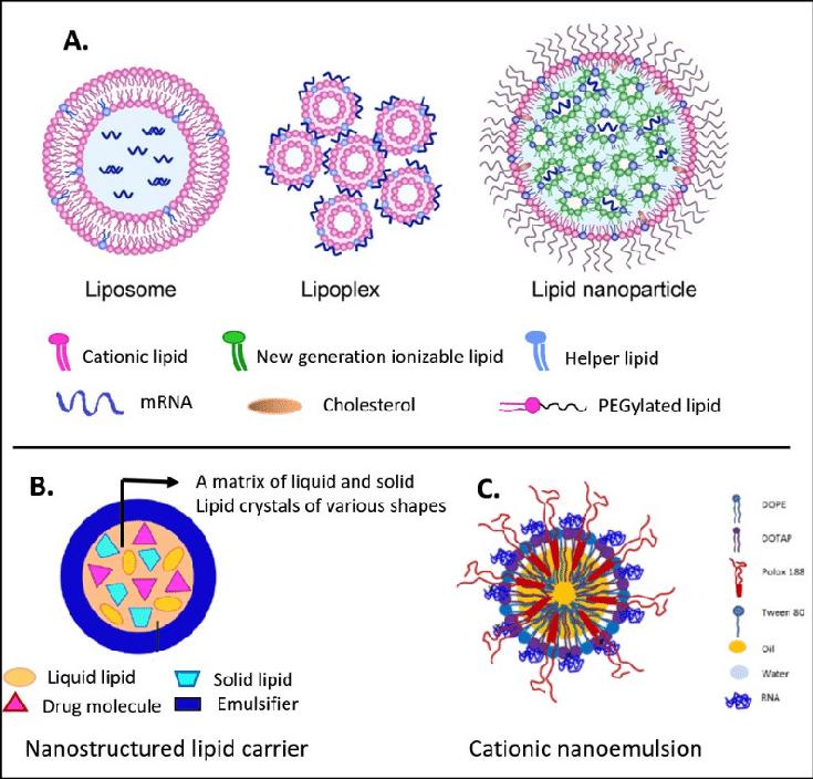 Fig.2 Key lipid nanocarriers of mRNA.