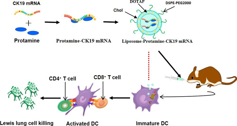 Fig.3 The mechanism of Intranasal delivery of cationic liposome.