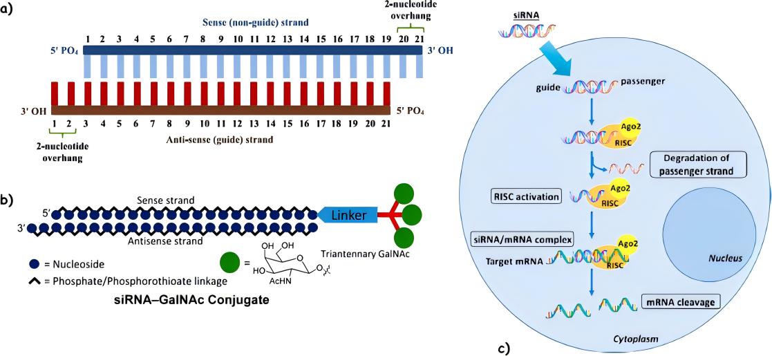 Fig.1 Schematic illustration of siRNA structure.