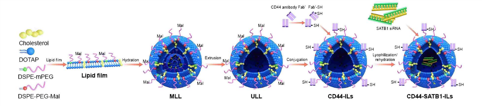 Fig.2 Schematic illustration of liposome encapsulation for siRNA.