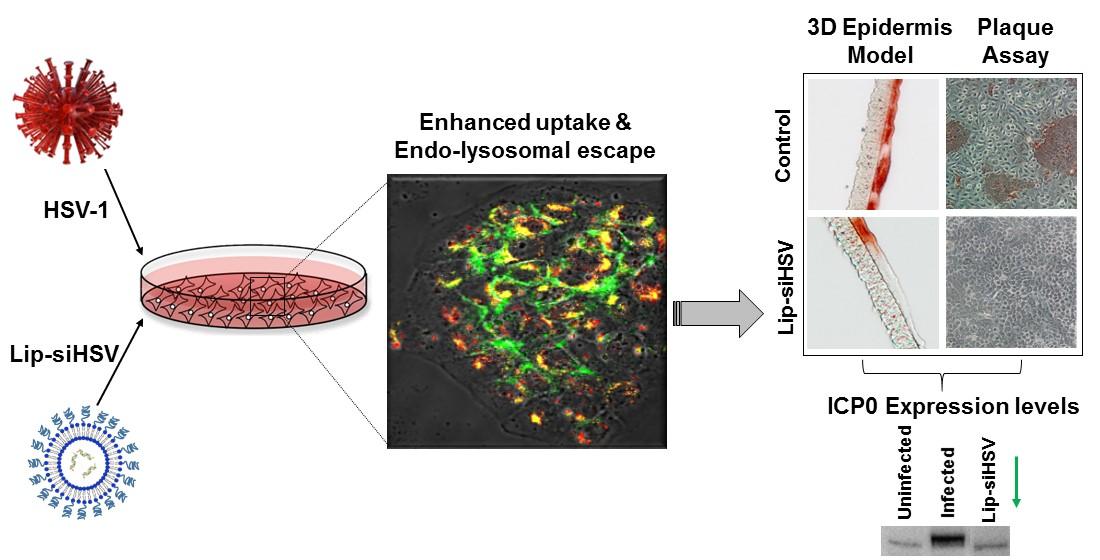 Fig.3 Illustration of liposomal siRNA formulations.