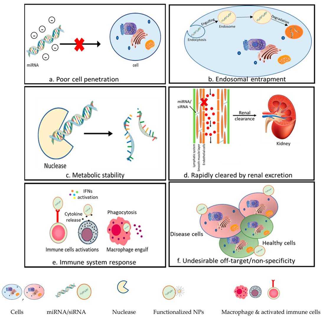 Fig.1 The challenges of in vivo miRNA delivery. 