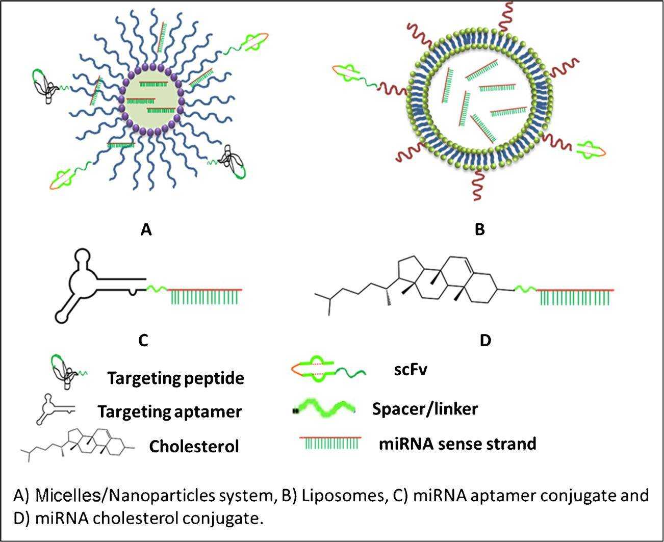 Fig.2 Strategies for delivery and targeting of miRNA in vivo.