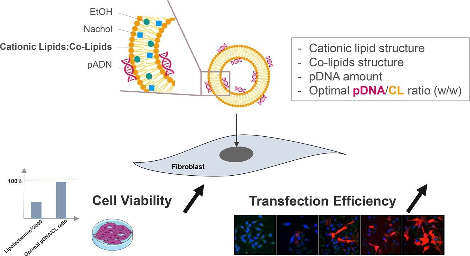 Fig.1 The illustration of liposomes for plasmid DNA.