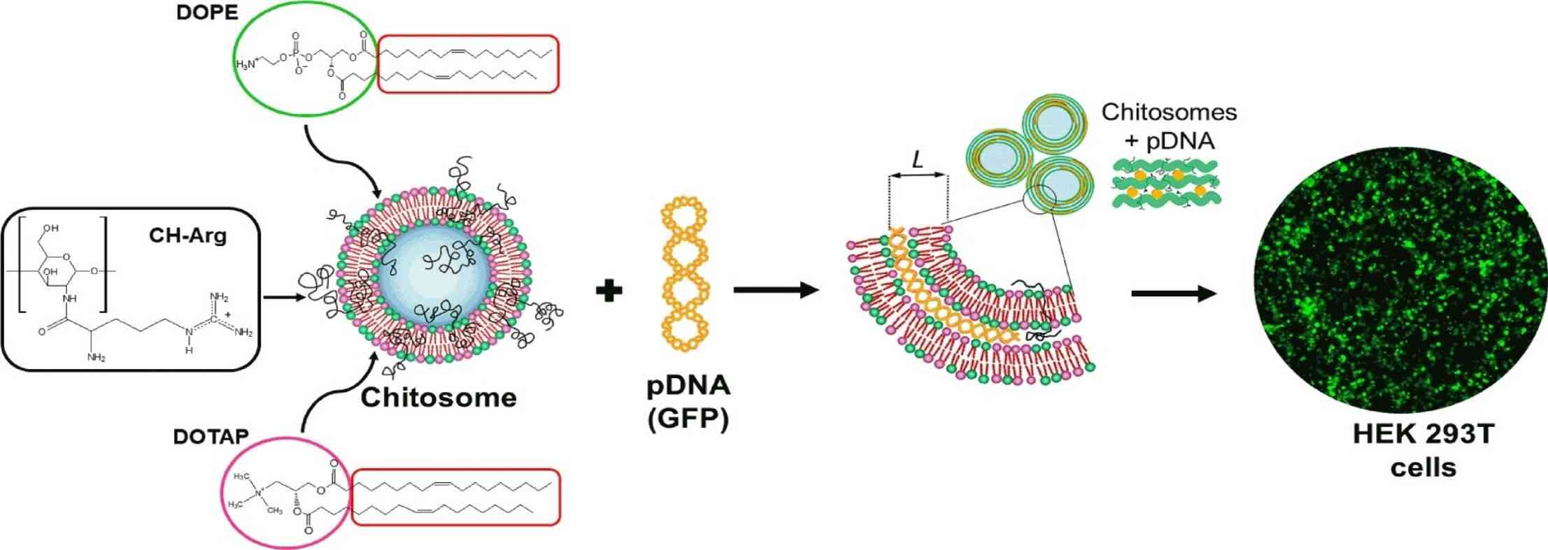 Fig.2 Arginine-modified chitosan complexed with liposome systems for plasmid DNA delivery