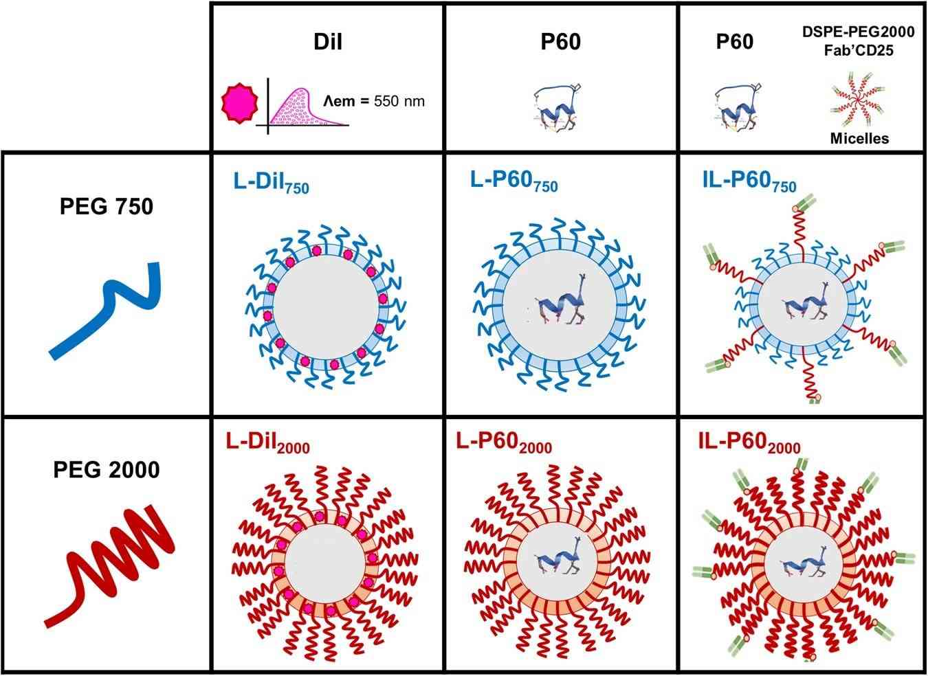 Fig.1 The illustration of liposomes for peptide.