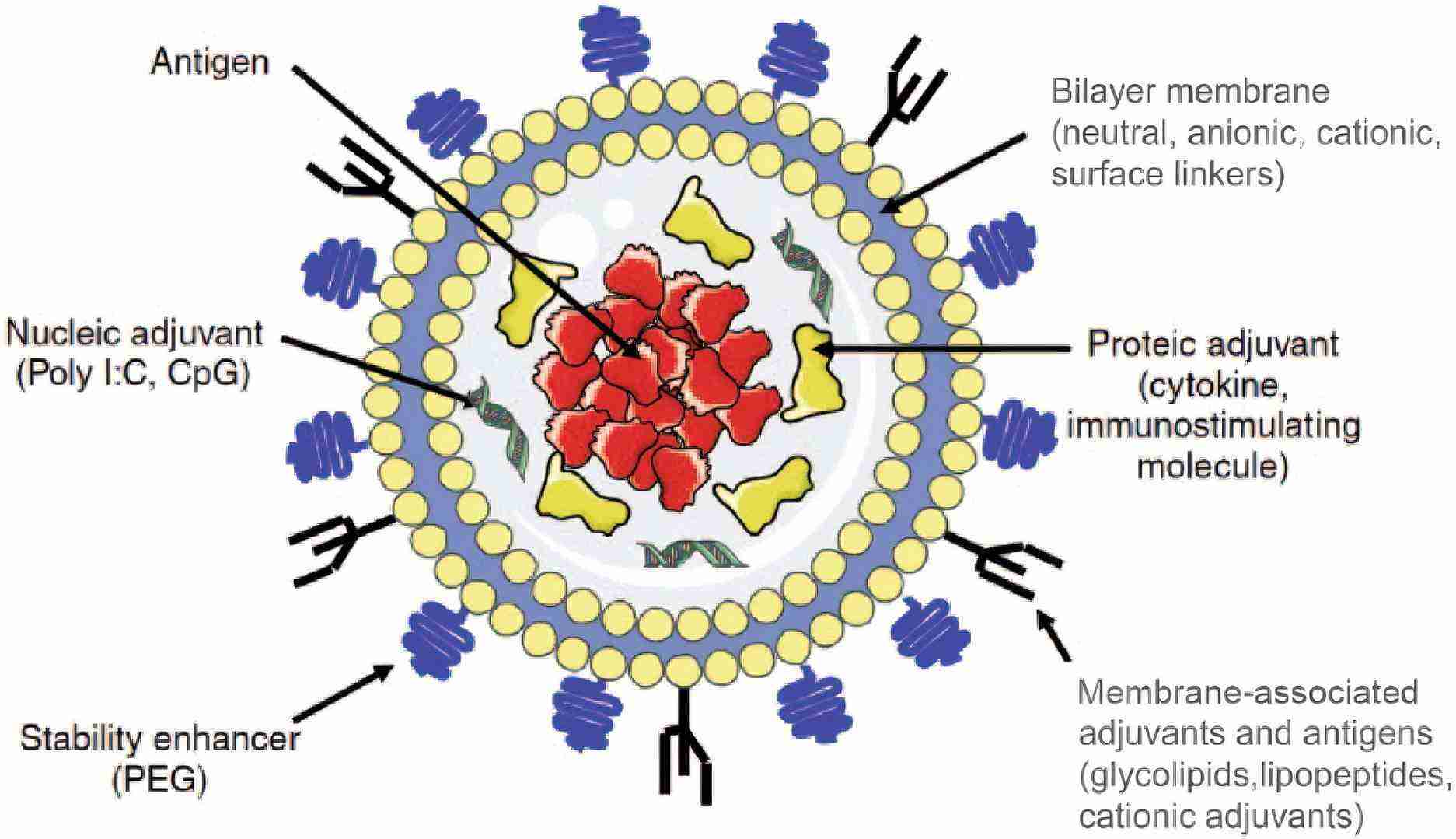 Fig.1 The illustration of liposomes for peptide.