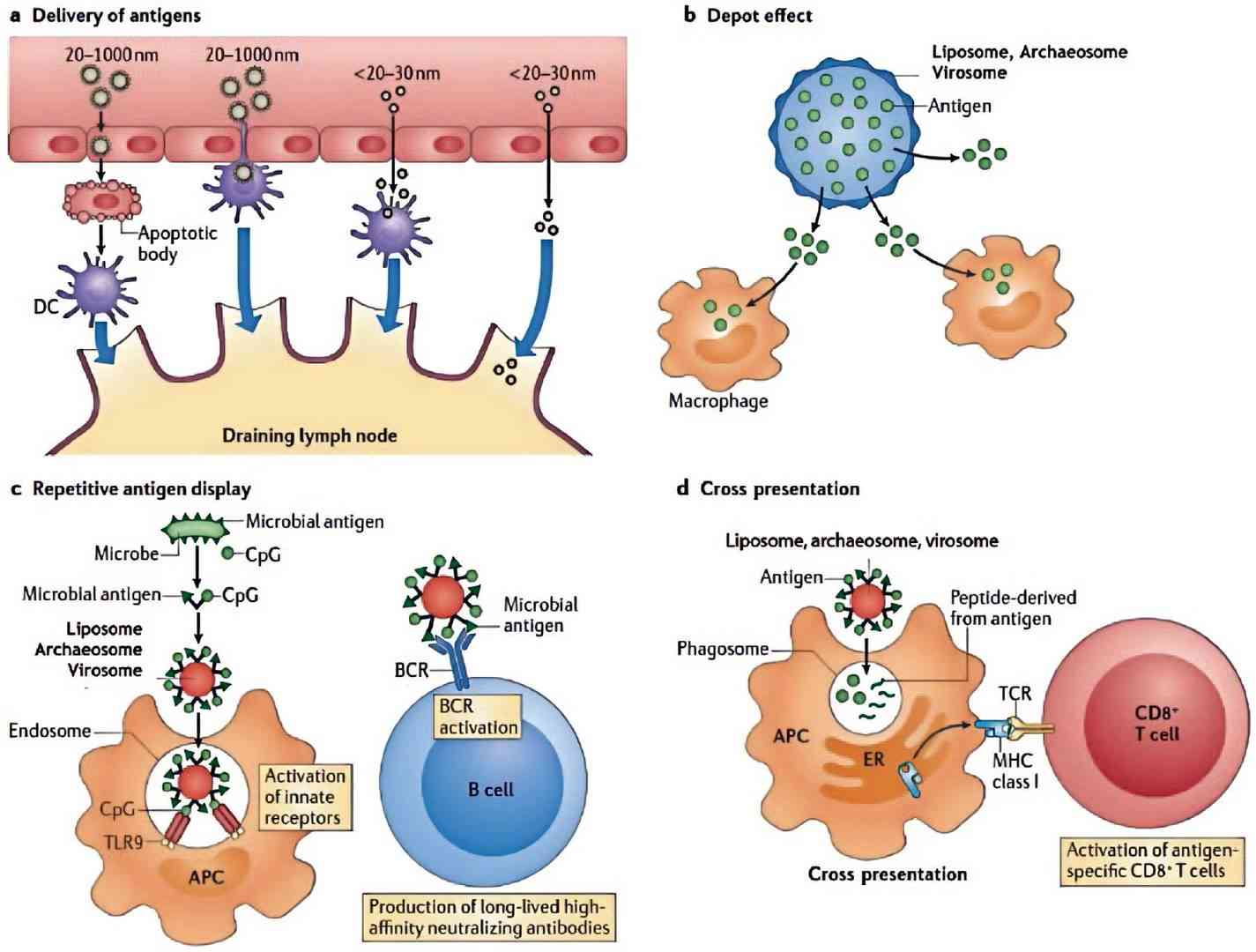 Fig.2 The mechanisms of nanoparticles altering the induction of immune responses.