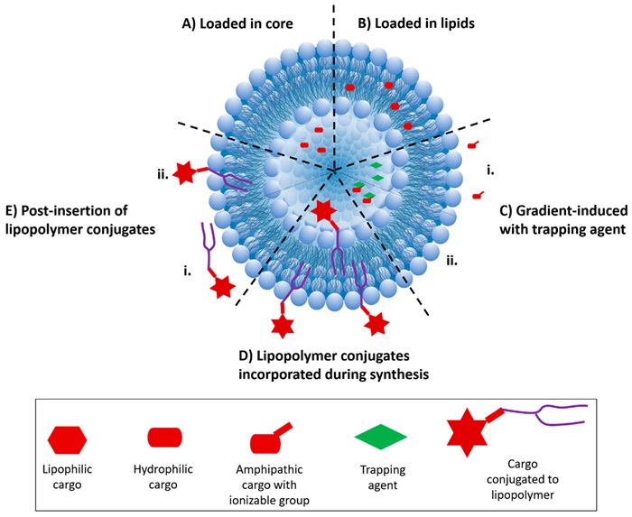 Fig.1 Various liposome encapsulation modes.