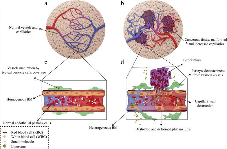 Fig.1 Illustration of the tumor-targeted drug delivery mechanism using liposome technology.