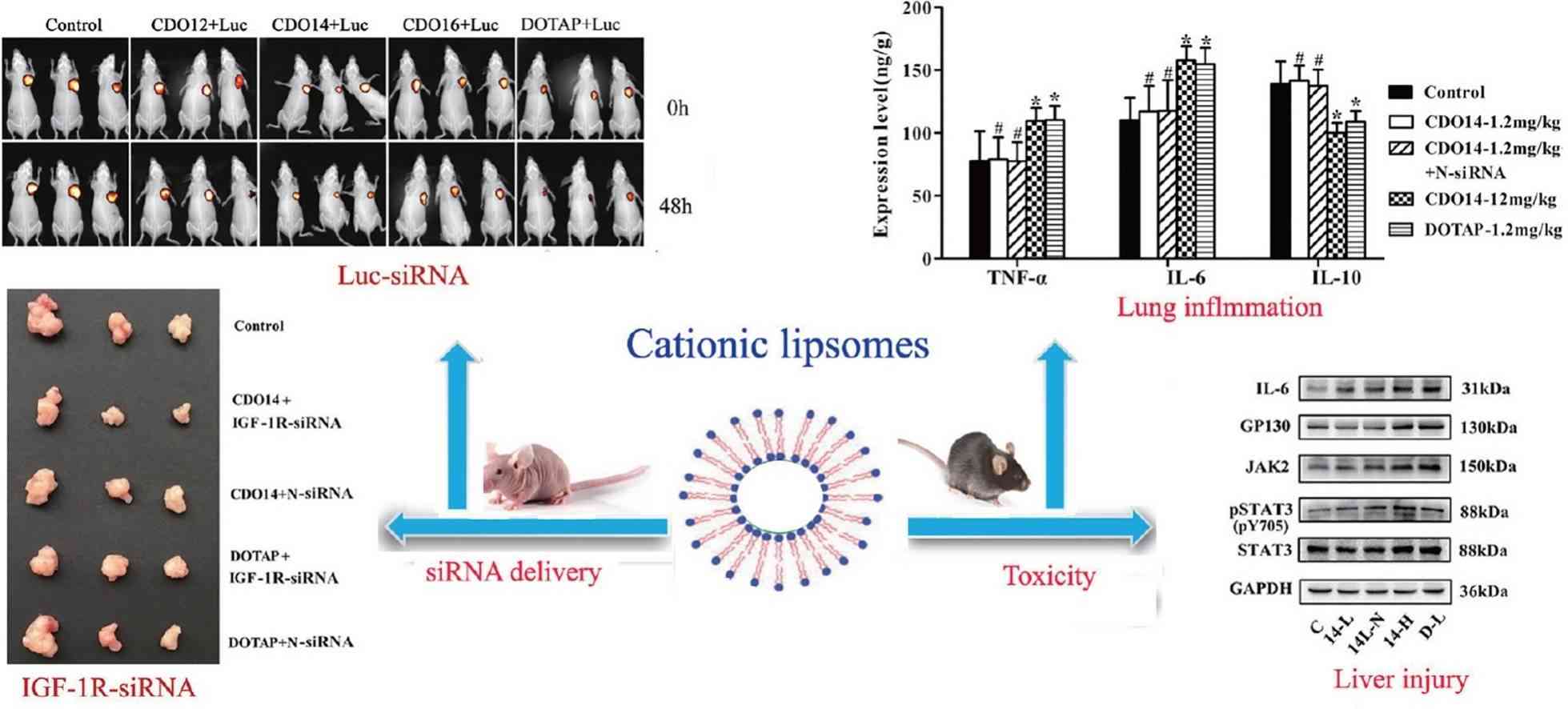 Fig.2 Illustration of peptide-based cationic liposomes in siRNA delivery.