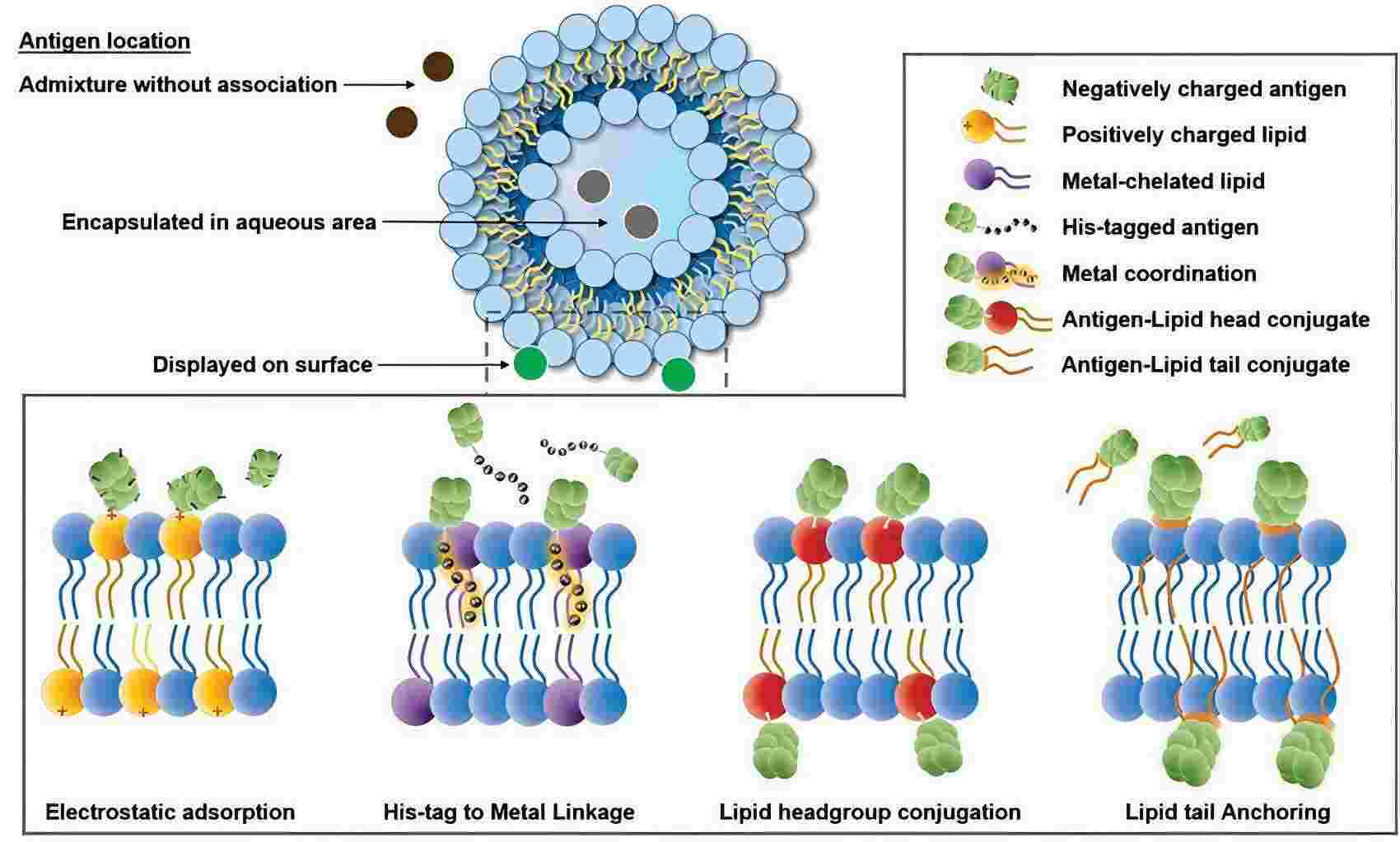 Fig.1 Modes by which antigens can be captured by liposome.