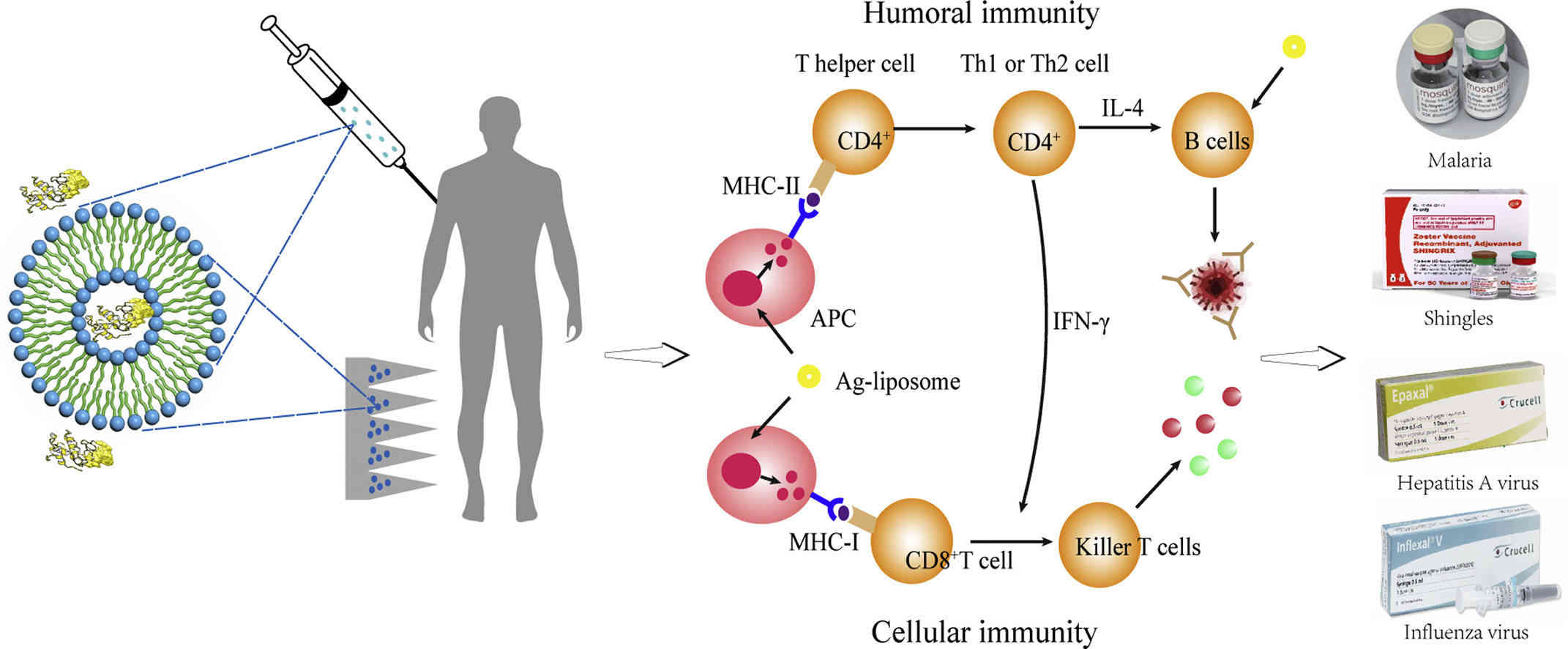 Fig.2 Liposomes used as a vaccine adjuvant-delivery system.