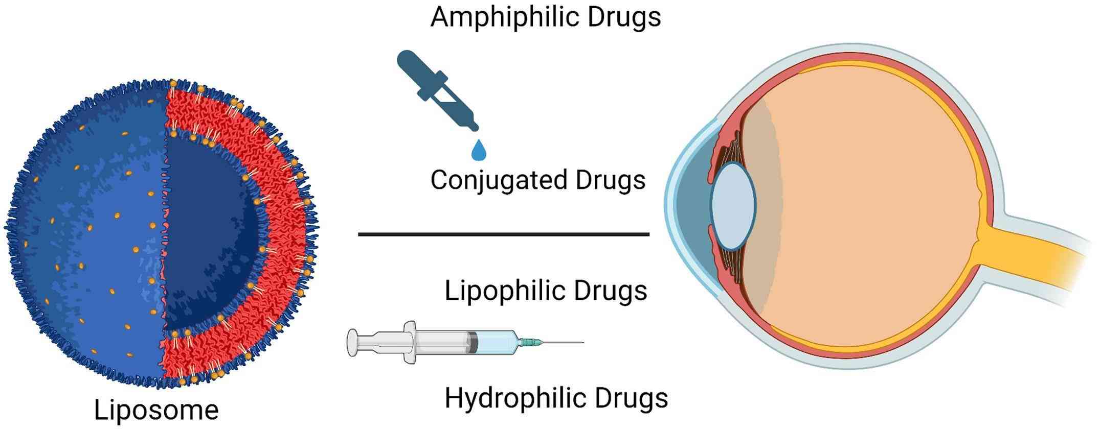 Fig.1 Liposome mechanism delivered to the eyes.