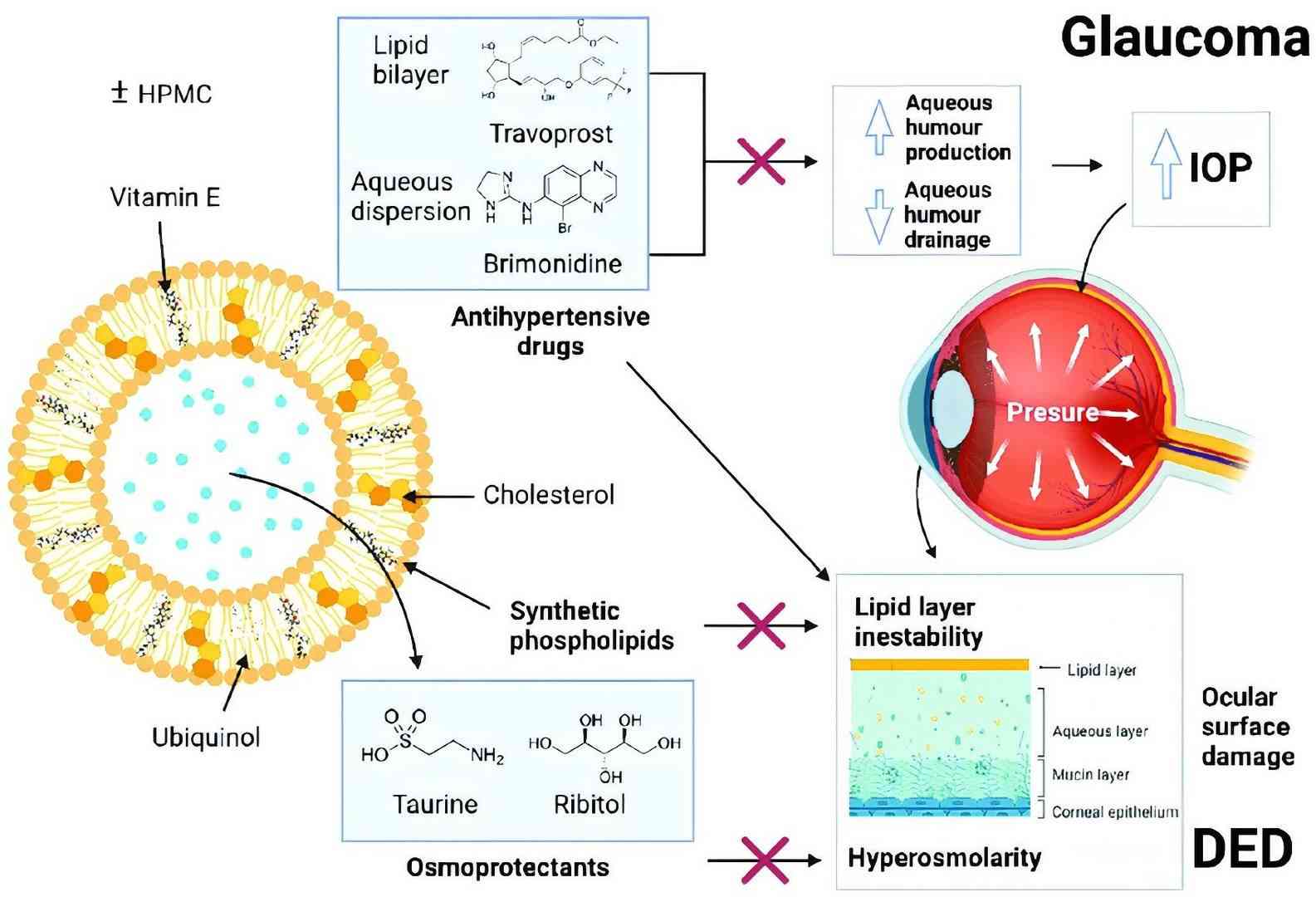 Fig.2 Liposome structure and mechanism for the treatment of dry eye. 