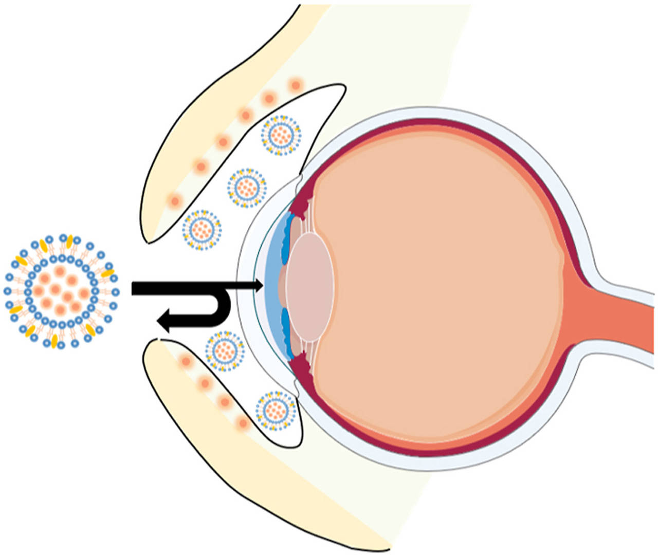 Fig.3 Illustration structure of rebamipide liposomes.