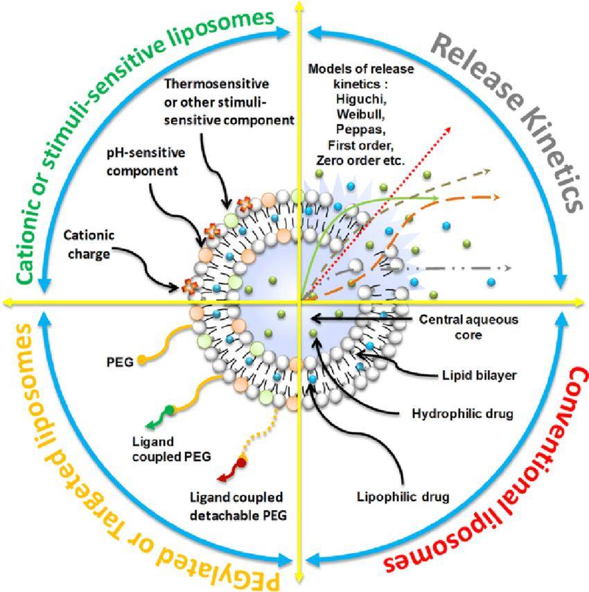 Fig.1 Modifications and release kinetics in liposomes.