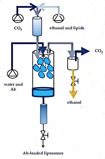 Fig.2 Illustration of a supercritical fluid-assisted liposome preparation process.