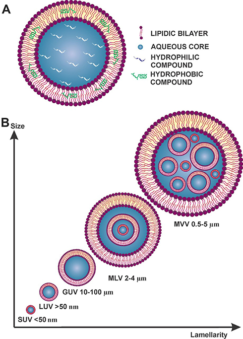 Fig.1 Image showing the size distribution of different types of liposomes, demonstrating the variance in particle size for targeted applications.