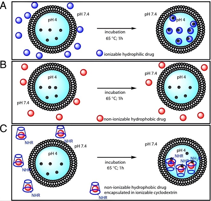 Flowchart illustrating the process of liposome active drug loading.