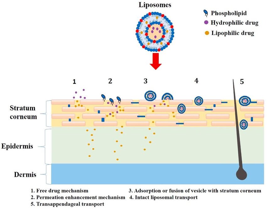 Fig.1 Diagram showcasing the liposome penetration through the skin for transdermal delivery in cosmetic applications.