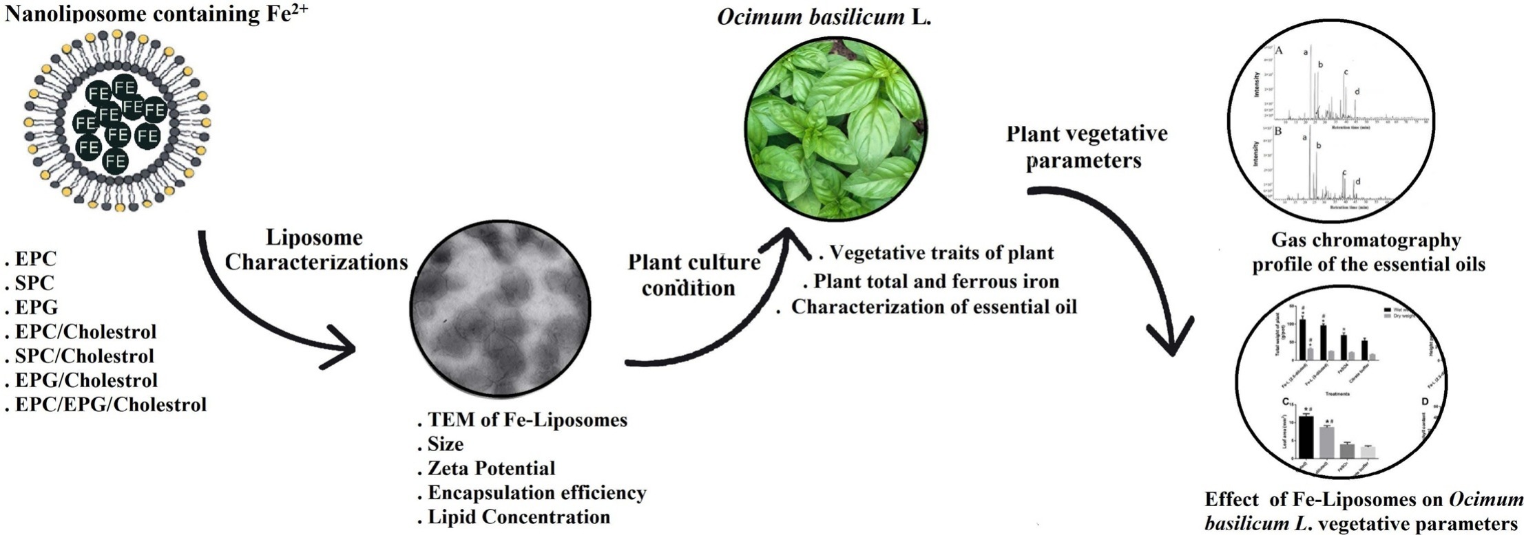 Nanoliposome-based fertilizer for agricultural applications.