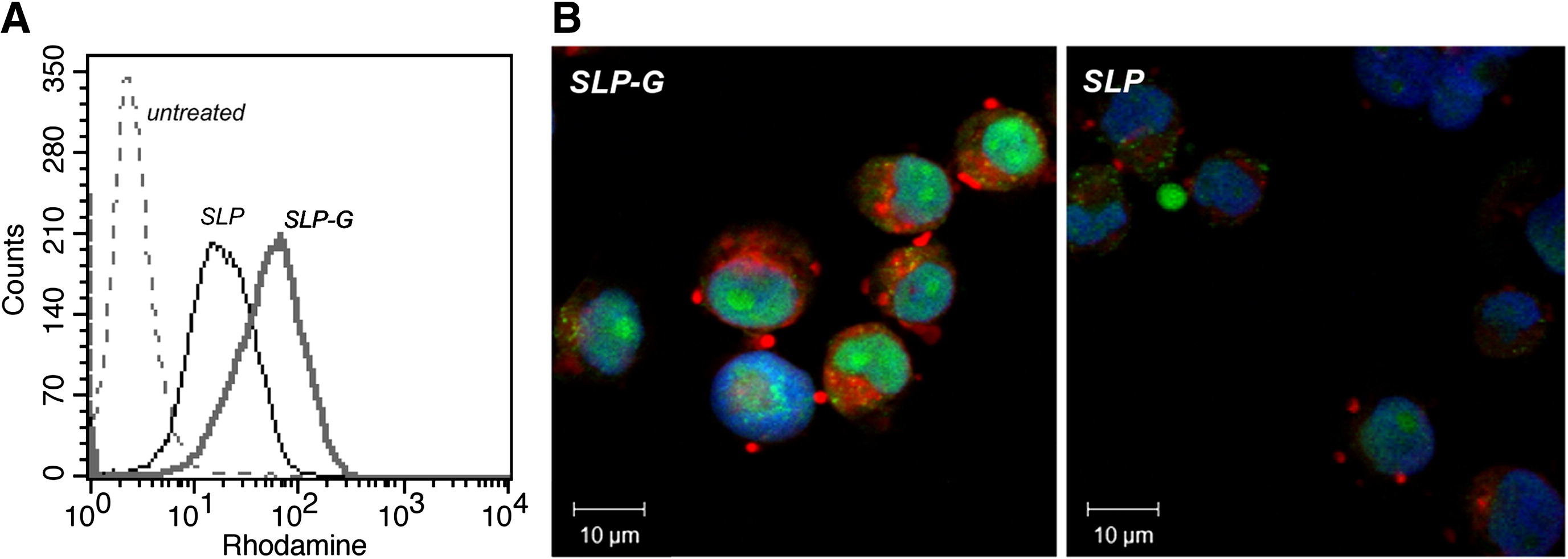 Graph illustrating the targeted evaluation process of peptide-modified liposomes.