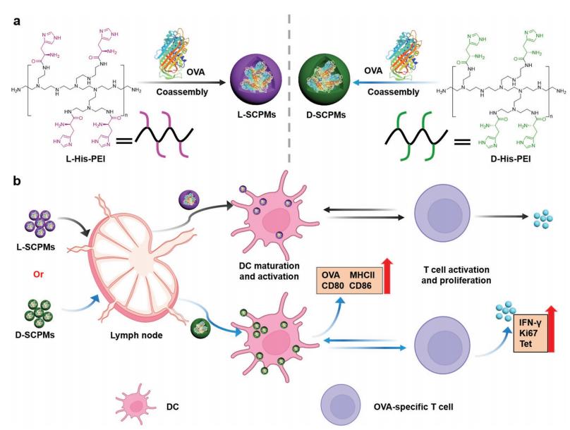 Fig.3 SCPMs preparation method.