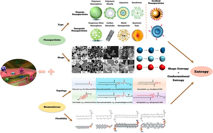 Fig.3 Entropy-mediated nanoparticle cellular uptake.