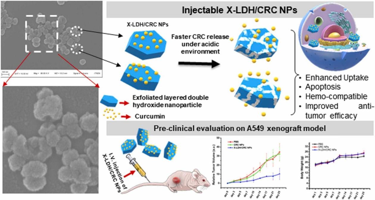 Fig.3 Pre-clinical evaluation on lung cancer nanomedicine.