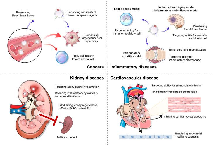 Fig.2 Clinical application of exosome drug delivery systems.