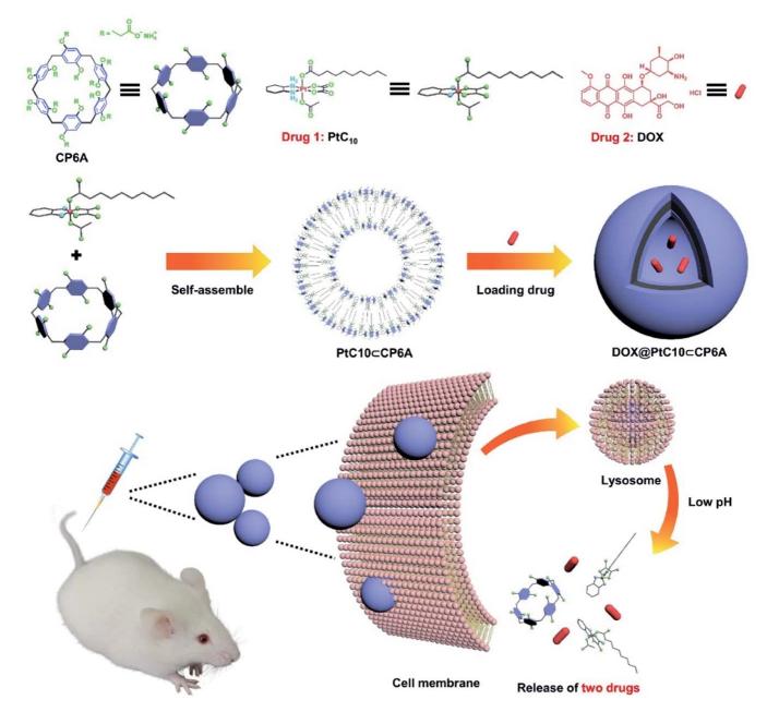 Fig.2 The preparation process of doxorubicin co-encapsulated carboxyl pillarareneand oxaliplatin-type Pt(IV) prodrugs.