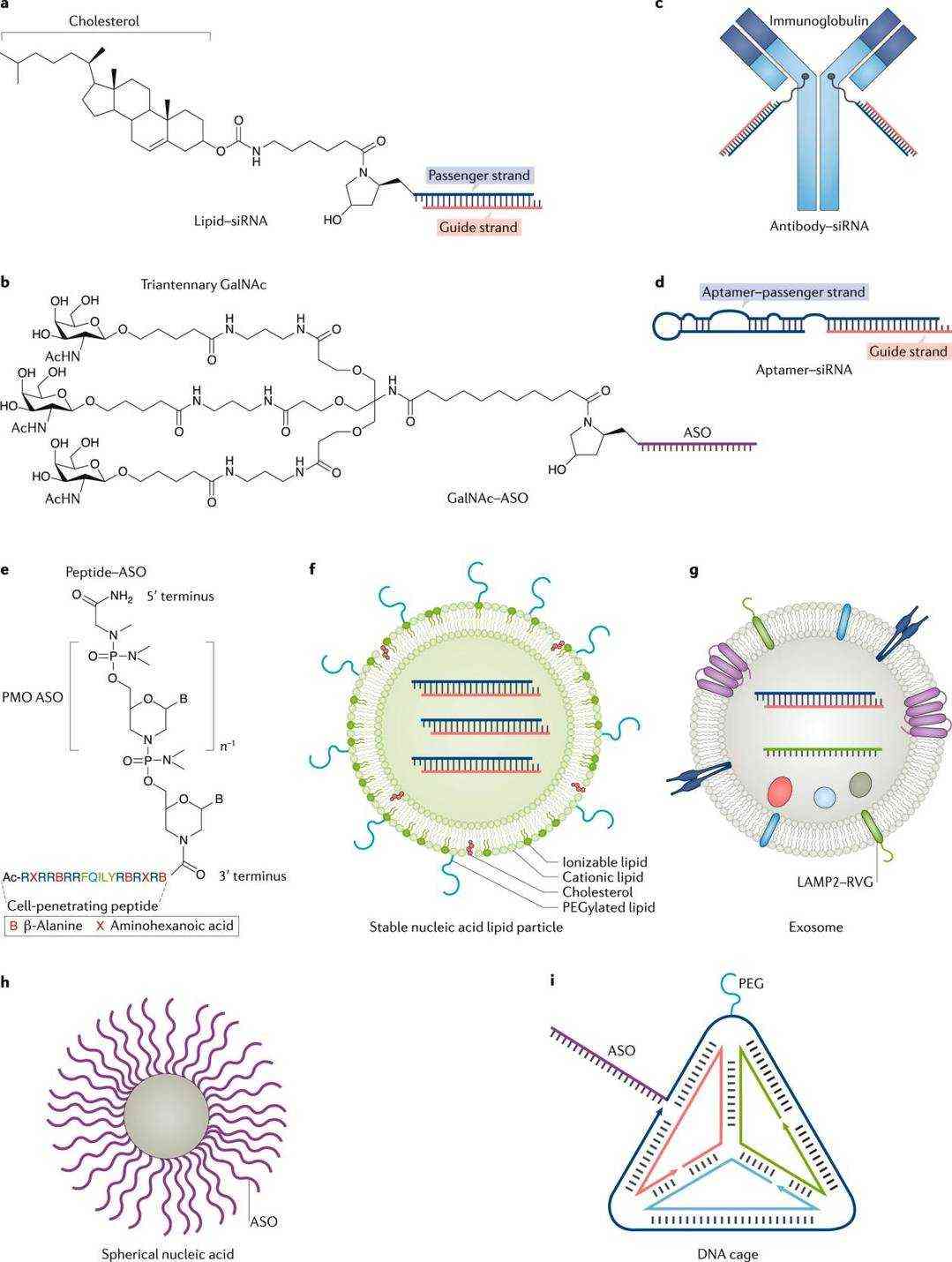 Fig.2 Delivery strategies for small interfering RNAs and antisense oligonucleotides.