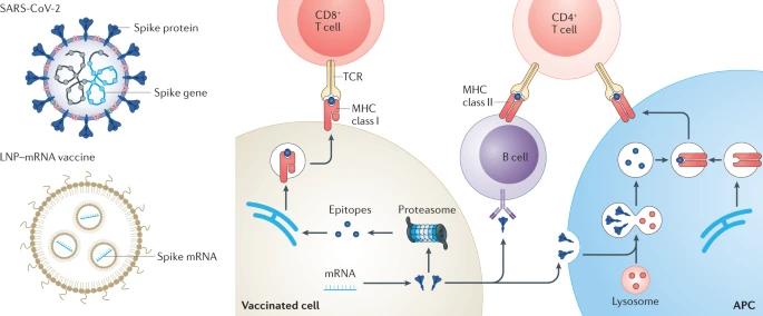 Fig.2 Lipid nanoparticle-mRNA formulations as COVID-19 vaccines.