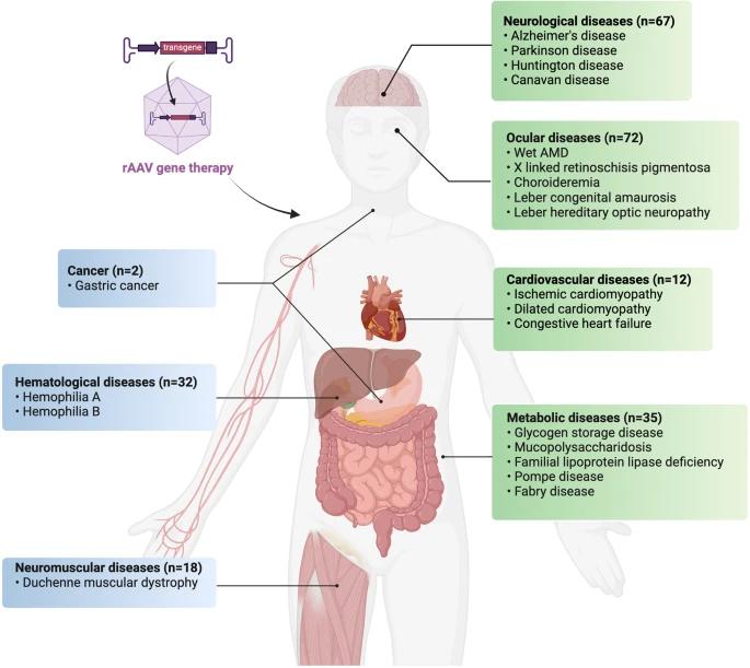 Fig.2 Clinical applications of recombinant adeno-associated viruses in gene therapy.