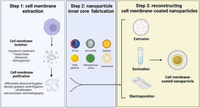 Fig.3 Cell membrane-coated nanoparticle preparation process.