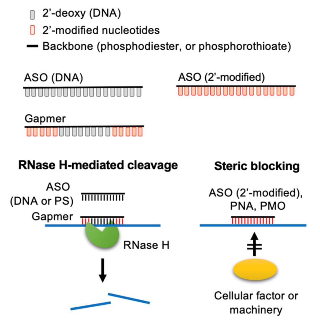 Fig.2 Mechanisms of action of antisense oligonucleotides