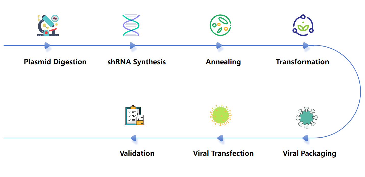 Fig.2 The process of preparing shRNA