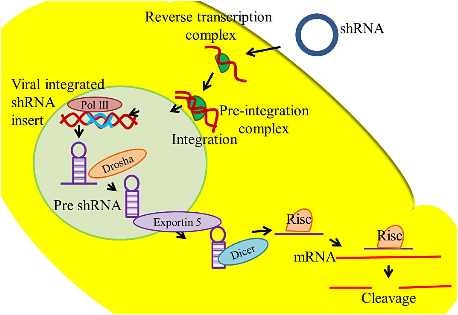 Fig.3 Delivery platforms for shRNA-bound nanoparticles