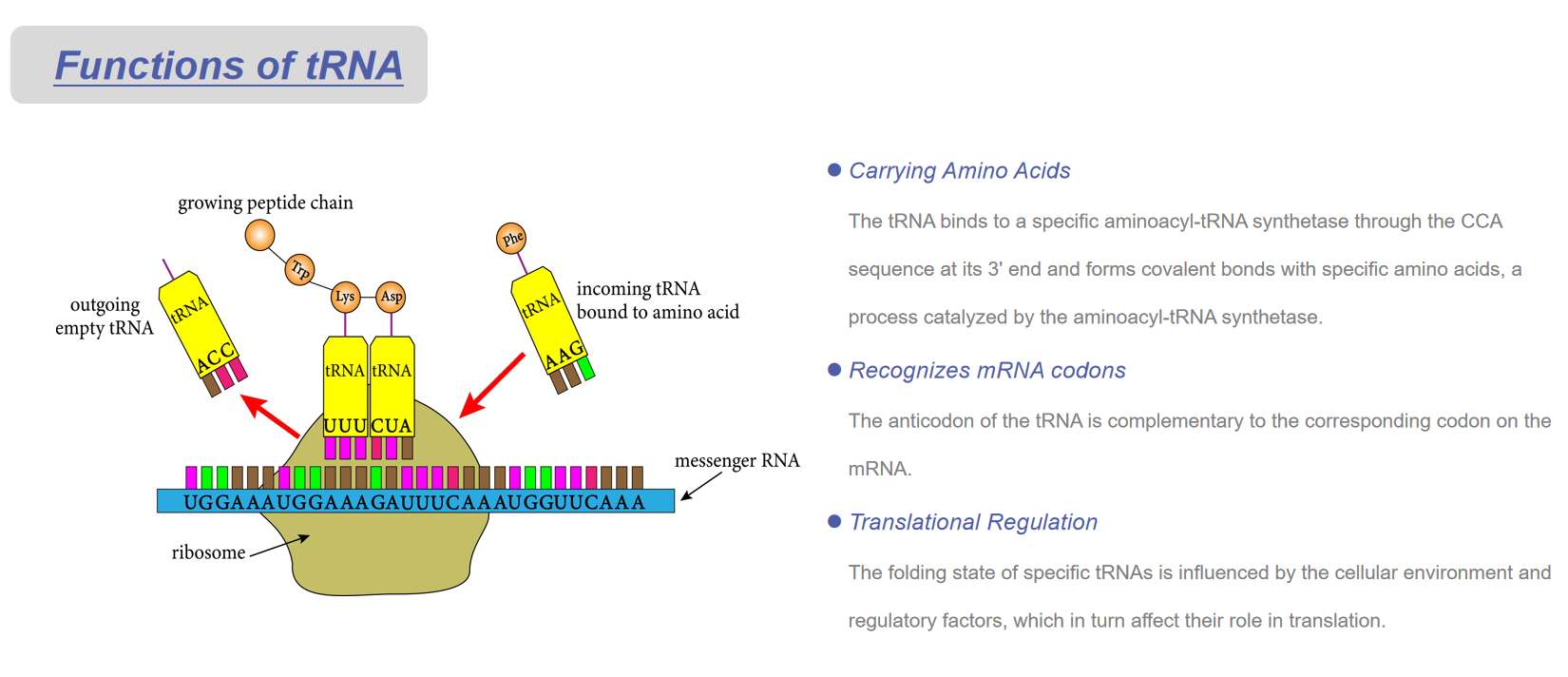 Fig.1 Functions of transfer RNA (tRNA).