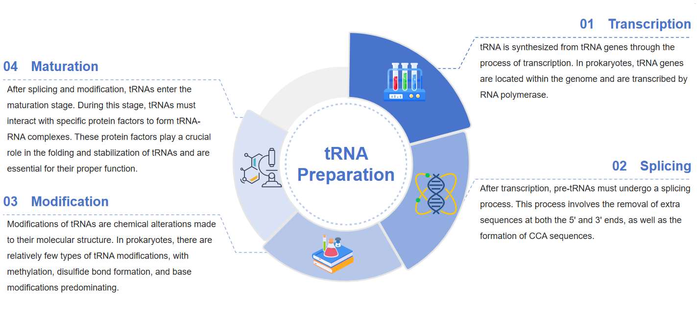 Fig.2 Workflow for tRNA preparation.