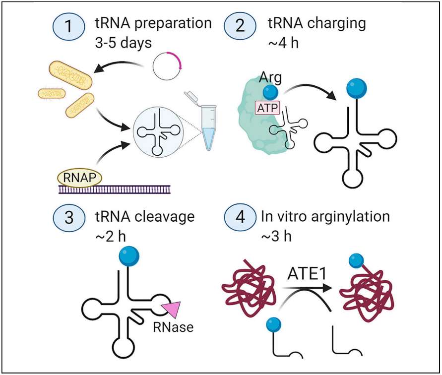 Fig.3 Preparing specific tRNAs by in vitro transcription.